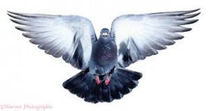 Pigeon Medicine